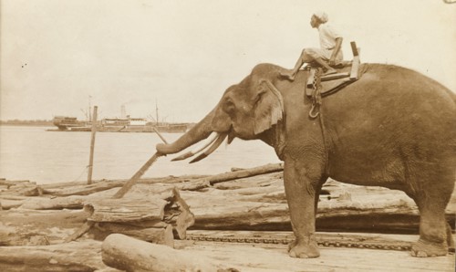 Elephant operating a saw. Under the direction of its mahout (elephant handler), an elephant uses