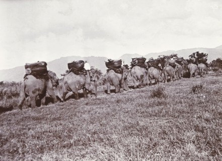 Elephants on parade. A procession of elephants, laden with large baskets, travel in single file up
