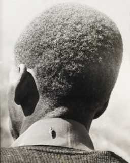 Tsetse fly on the back of a man's collar. A large tsetse fly sits on the back of a man's collar.