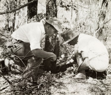 Breeding ground of the tsetse fly. Two European men crouch over a breeding ground of the tsetse fly