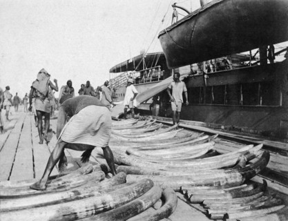 Ivory at Port Bell pier. A worker stacks elephant tusks on the busy pier at Port Bell on Lake