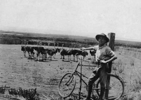 Ostrich farm. A European man stands with a bicycle in front of a flock of ostriches in a fenced
