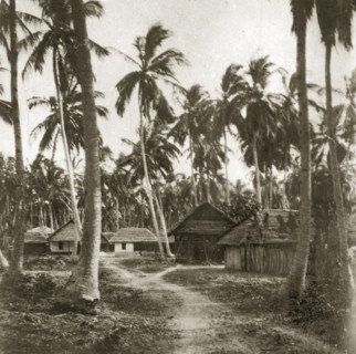 Zanzibar housing. A dirt track winding through tall coconut trees, leads up to a small village