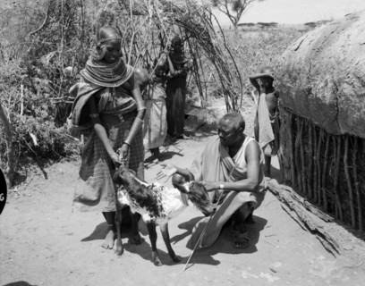 Lesanguniguni and his wife. A Samburu man identified as 'Lesanguriguri' considers a young cow held