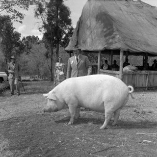 Pigs at the Royal Show. A large pig waits to be inspected by judges at the Royal Show. Kenya, 17-20