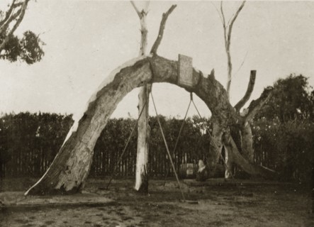 Commemorative gum tree. The large curved section of a gum tree is displayed in commemoration of the