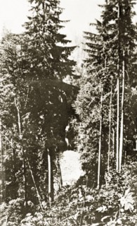 Capilano Canyon. Dense woodland in Capilano Canyon. Vancouver, Canada, 21 June-4 July 1924.