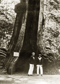 Giant hollow tree. Two sailors pose for the camera in front of a giant hollow tree in Stanley Park.