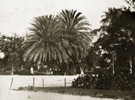 The garden square, Kingston. Exotic palm trees in the garden square. Kingston, Jamaica, 26-30 July