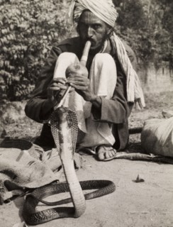 Charming a cobra. A turbaned snake charmer crouches low on the ground as he attempts to charm a