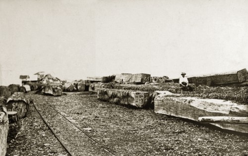 Mahogany wood. Large pieces of mahogany timber ready for use. Western Africa, circa 1920., Western