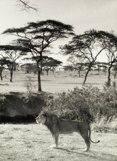 Savannah lion, Tanganyika. Official publicity shot for the Tanganyikan government. A male lion