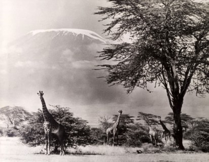 Kilimanjaro and giraffes. Official publicity shot for the Tanganyikan government. Giraffes graze on