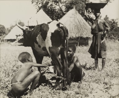 Tonga children milk a cow. Two semi-naked Tonga (Batonga) children milk a cow whose back legs are