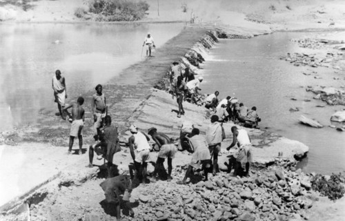 Mau Mau detainees build a dam. Prisoners build a dam as part of the government's 'rehabilitation'