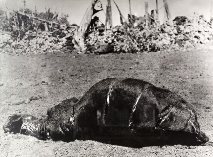 Carcass of a cow killed by Mau Mau fighters. The carcass of a cow killed on a European settler's