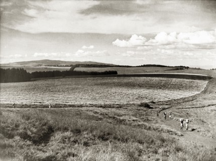 Cultivating pyrethrum in the Kenyan highlands. Agricultural workers walk to and fro on a track