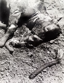 Head of a cow killed by Mau Mau fighters. Close-up of the slashed head and severed tail of a cow