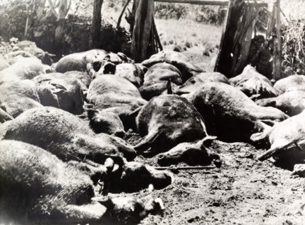 Cattle attacked by Mau Mau fighters. Carcasses of dead cattle litter a yard on a European settler's