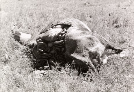 Carcass of a cow killed by Mau Mau fighters. The carcass of a disembowelled cow, slashed to death