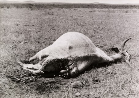 Carcass of a cow killed by Mau Mau fighters. The carcass of a disembowelled cow, victim of a Mau