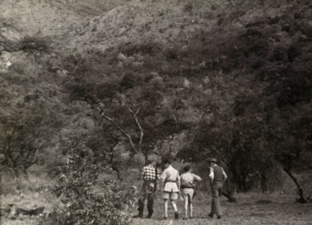 European farmers search for Mau Mau. Four European farmers set off into thick bush, armed with