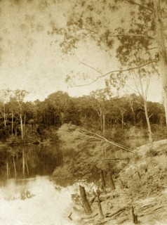 Tree damage on the Brisbane river. Damaged trees and tree stumps on the banks of the Brisbane river