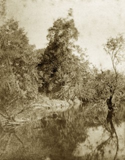 Moggill creek, Australia. Dense outback vegetation on the banks of Moggill creek. Queensland,