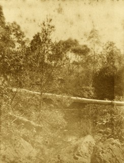 Gold creek, Australia. A fallen tree trunk forms a natural bridge over the river in the outback at