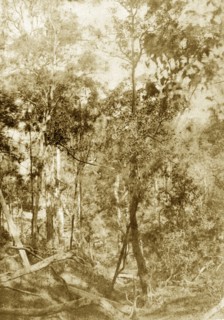 Forest terrain at Kenmore. Dense forest terrain littered with fallen trees. A later manuscript