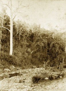 Dry riverbed at Moggill creek. A section of dry riverbed bordered by forested hills in the outback