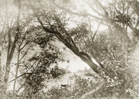 View through trees of the Brisbane river. View from the outback of the Brisbane river, obscured by