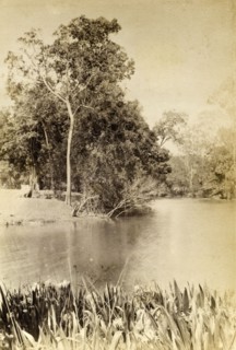Irises on a bend in the river. A bed of irises fringe the banks at a bend in the river. Queensland,