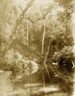 Still waters at Moggill creek. The mirror-like surface of the water at Moggill creek reflects trees