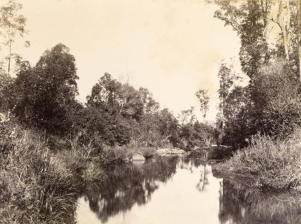 Still waters at Gold creek. The mirror-like surface of the water at Gold creek reflects trees and