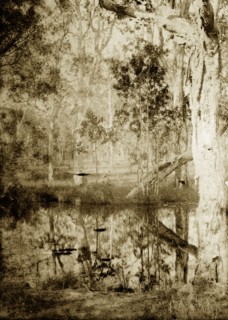 Reflections in a creek, Australia. Trees in the densely forested outback are reflected in the still