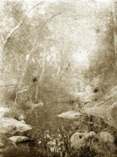 Moggill creek, Australia. Overgrown vegetation in the outback on the banks of Moggill creek.