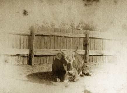 Cow on a Queensland smallholding. A spotted cow called 'Polly' takes a rest in a fenced paddock on
