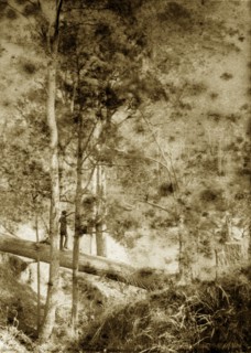 Balancing on a log, Australia. A man in a suit and bowler hat balances as he walks along the trunk