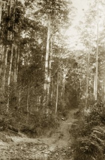 Forest path in the outback. A young boy sits on a forest path in the outback. Brookfield,
