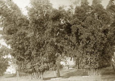 Trees on settler's land, Australia. Trees and bushes planted closely together on colonial settlers