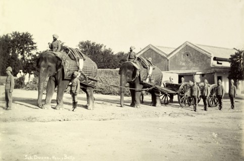 Battery division elephants. Two elephants working in the heavy battery division of the Royal