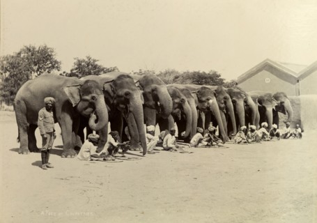 Evening feed for an elephant battery. Unsaddled elephants working in the heavy battery division of