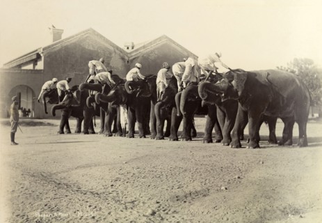 How to mount an elephant. On a word of command, elephants in the heavy battery division of the