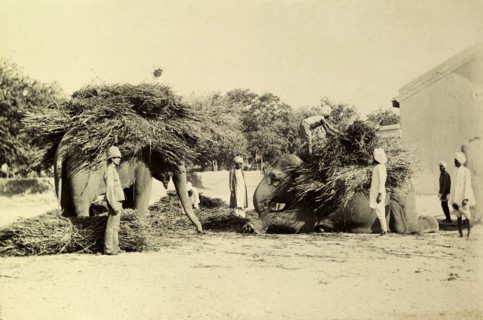 Fodder for battery elephants. Mahouts (elephant handlers) secure large bundles of foliage intended