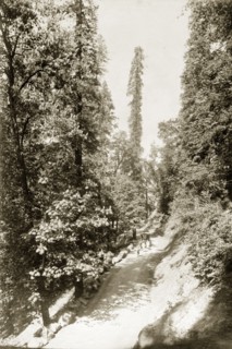 The road to Kashmir. A small party of travellers on their way to Kashmir, accompany a cattle-drawn