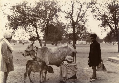 Milk for breakfast. A turbaned figure crouches down to milk a harnessed cow whose calf waits
