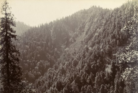 The Himalayas at 8000ft. View of a steep, densely forested mountain slope, located in the Himalayas