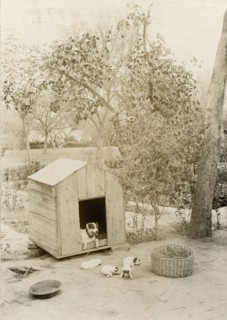 Mrs Morton's puppies. A dog belonging to Mrs Morton sits in its kennel, watching over its young