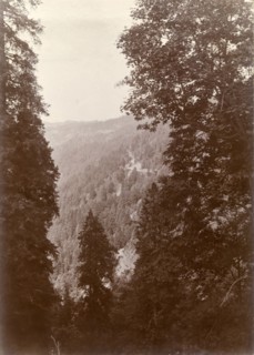 Forested hills close to Murree. View through the trees of the densely forested Himalayan mountain